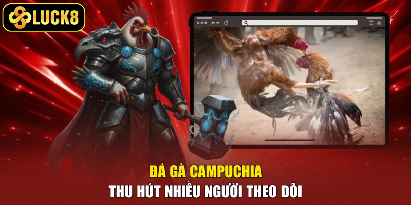 Đá gà Campuchia thu hút nhiều người theo dõi
